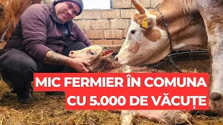 Mic fermier în comuna cu 5.000 de vaci