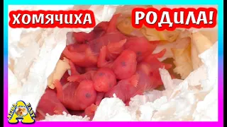 Хомячиха FANTA РОДИЛА Хомячат / Сирийские ХОМЯЧАТА / Alisa Easy Pets