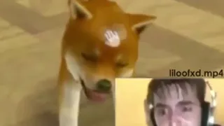 Nintendogs Speedrun meme