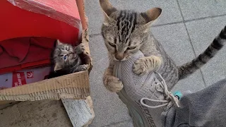 Mother cat attacks me and bites my foot to protect her kitten.