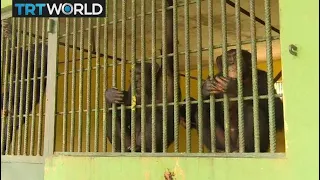 Chimpanzee Sanctuary: Young chimpanzees brought to safety