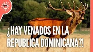 TRUJILLO trajo estos VENADOS a República Dominicana - Animales invasores de 🇩🇴