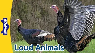 7 Loud Animals | Lions, Elephants, Whales, Grey Wolves, Wild Turkeys, Sea Lions, Tigers | Little Fox