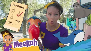 Meekah's Wonderful Whale Meeting! | Meekah Full Episodes | Educational Videos for Kids
