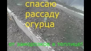 спасение рассады огурцов от заморозков!!!
