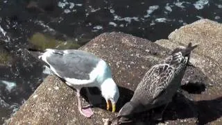 Seagull Feeding its young, Monterey Bay