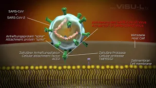 SARS CoV-2 Corona Virus Aktivierung Zelle