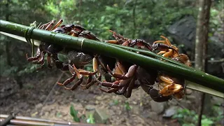 The crabs in the stream - 2 years of survival in the rainforest - episode 10