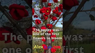 Remembrance Day Poppy