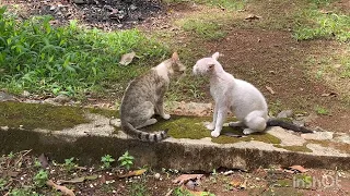 Hot argument between angry male cats