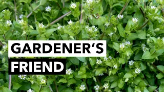 Wild Edibles with Sergei Boutenko: Chickweed–Stellaria media | Gardeners Should Know This Plant