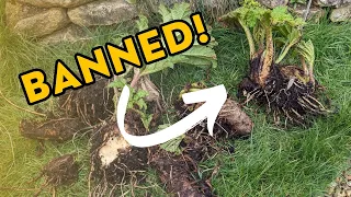 What should I do with my gunnera now that it has been banned in the UK? (giant rhubarb)