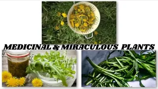 Medicinal and Miraculous Plants you should have in your home!