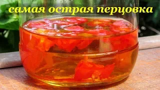 Самая ОСТРАЯ перцовка из самого острого перца - Каролинский жнец