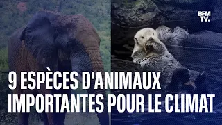 Ces animaux sauvages qui nous aident à lutter contre le réchauffement climatique