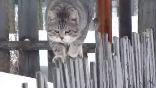 мартовский кот мяучит миучит