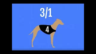 How to bet on Greyhound Racing