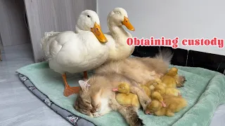 The cat took over the custody of the ducklings| The mother duck apologized to the cat!Funny cute pet