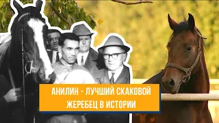 Фильм "Формула Анилина". Жокей Николай Насибов и жеребец Анилин