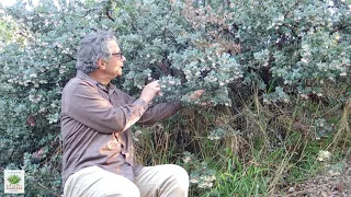 UCRBG California Native Plant Video Series: Manzanita