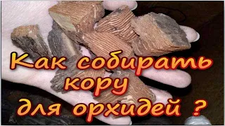 Как собирать кору для орхидей