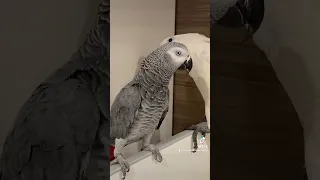 お風呂だよ　ネコ　インコ　全員集合