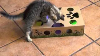 A kitten growing up with his Cat Amazing toy