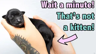 Caring for the Tiniest Preemie Puppies