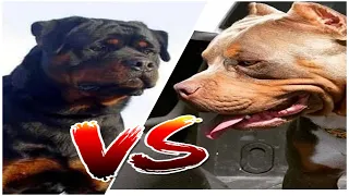 Who is best Pitbull vs Rottweiler | Pitbull vs Rottweiler | THE DOG WORLD