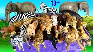 Big Cat Week 2019 NEW Lions Tigers Jaguars Cheetahs Panthers Leopards Elephants Zebras Hippos 13+