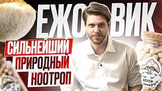 ЕЖОВИК | сильнейший природный ноотроп