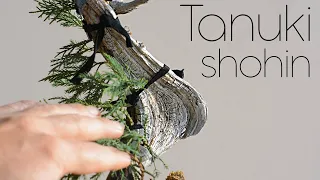 Tanuki, Small but Brilliant - Arkefthos Bonsai