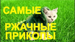 🔴Я РЖАЛ ДО СЛЁЗ🔴СМЕШНЫЕ ЖИВОТНЫЕ🔴ПРИКОЛЫ С ЖИВОТНЫМИ🔴КОТЫ СОБАКИ petsworld  #32