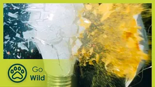 Time Limits - Go Wild