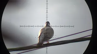 Air Rifle Pigeon Pest Control