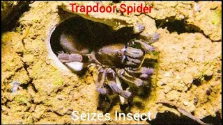 Trapdoor Spider Seizes Insect And Masters Of Surprise #trapdoorspiderattack