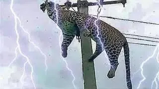 Top 20 Shocking Moments When Animals Were Electrocuted
