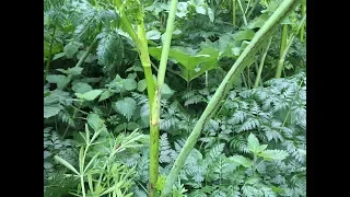 Identifying Hemlock, Poison Hemlock, Poison Parsley, Conium maculatum