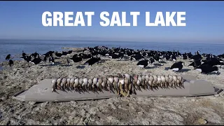 Smashing Teal on the Great Salt Lake!! (WALK-IN HUNT)