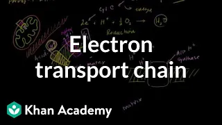 Electron Transport Chain