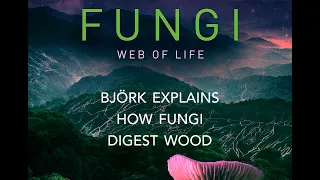 Fungi: Web of Life | Björk explains how fungi decompose wood