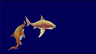 Tiger Shark Vs Sand Tiger Shark