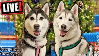 LIVE! Huskies Open Gifts and Over 500 Cards!  Huskies Annual Christmas Card Exchange Q&A