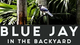 Blue Jay in the backyard | Feeding & Calling March 21, 2022