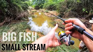 Large Toothy fish Caught in tiny stream below a flooded dam! (Fish rescue)