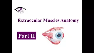 Extraocular Muscles Anatomy, Part 2 of 3 / Eye - Dr.Tuti