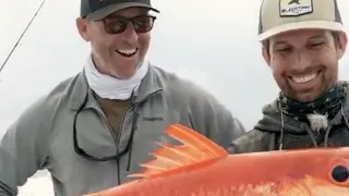 MASSIVE Queen Snappers -fishing video