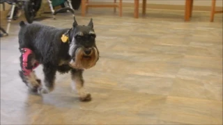 Daisy the Mini Schnauzer with Two My Pet's Knee Braces