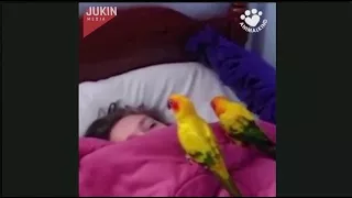 Adorable birds make the perfect alarm clock