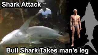 Bull Shark Attacks: Fisherman Loses Leg & Shark Encounter in Thailand